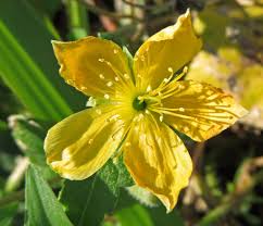 Image result for Tricliceras lobatum