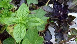 Maybe you would like to learn more about one of these? 10 Basil Varieties How To Use Them Hobby Farms
