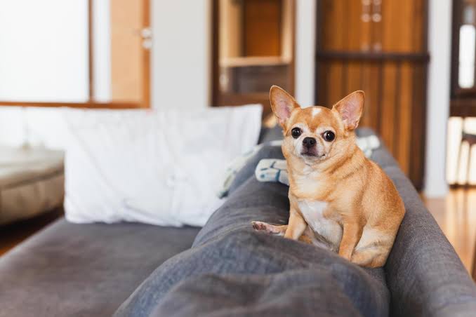 Chihuahuas pack immense confidence and loyalty into a tiny frame., AI generated