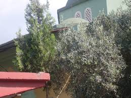 Ufacık Ören (Nalbant) Köyü ve Havalisi Yardımlaşma ve Dayanışma Derneği