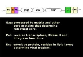 the pol and env proteins