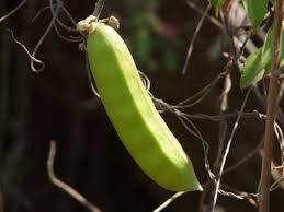 Image result for Canavalia gladiata