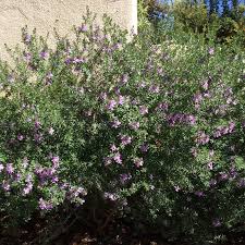 Image result for Westringia