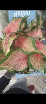 Caladium lovers .