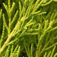 Image result for Cupressus macrocarpa
