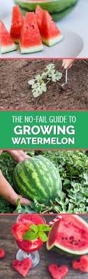 Check spelling or type a new query. 14 Best Growing Watermelon Ideas In 2021 Watermelon How To Grow Watermelon Growing