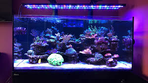The views and opinions expressed in the videos on fsa entertainment are solely those of the interviewees/sellers and do not necessarily. 2 3 4 Feet Aquarium Led Lighting Bars Sky Blue Day Light For Sps Lps Coral Growth Buy Waterproof Diy Aquarium Led Lighting Tube White Blue Green Uv For Sps Lps Coral Growth Orphek Or2 Blue