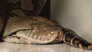 S'il est l'un des serpents les plus dangereux du monde c'est parce qu'il mord et tue beaucoup de personnes en asie. Le Plus Long Serpent Du Monde Youtube