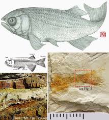 Species New to Science: [PaleoIchthyology • 2015] A Specimen of  Paralycoptera Chang & Chou 1977 (Teleostei: Osteoglossoidei) from Hong Kong  (China) with a potential Late Jurassic age that extends the Temporal and