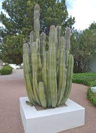 Why cactus need a special soil, the best soil for cactus in pots and instructions for mixing retains moisture even after drying out completely. 15 Best Large Cactus Plants To Grow Indoors Tall Cactus Plants Cactus Plants Large Cactus Plant
