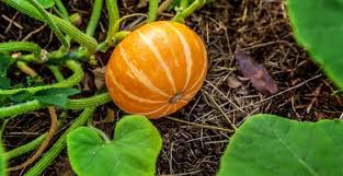 Calendrier Lunaire Du Jardinage En Novembre 2020 Calendrier Lunaire Calendrier Lunaire Jardinage Jardinage