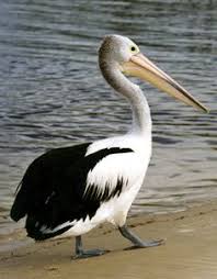 Sea Bird With Big Mouth Pelicans Animals Beautiful Pelican Sea Birds