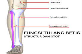 Cerebellum yang bertanggung jawab pada. 13 Fungsi Tulang Betis Penunjukan Struktur Otot Sendi Dan Kerusakan