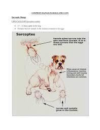 Image result for Sarcoptes scabiei life cycle