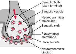 Synapse provides an easy to use serial port and synchronous tcp/ip library. Synapse Definition Of Synapse By Medical Dictionary