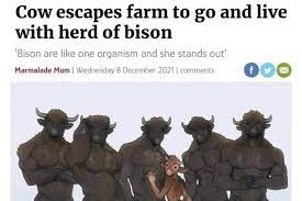 Cow escapes farm to go and live with herd of bison 'Bison are like one  organism and she stands out' Marmalade Mum I Wednesday 8 December 2021 I  comments - iFunny Brazil