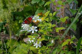 Bloom appears primarily on the previous year's growth. Zielono Zakreceni Powojnik Clematis Paul Farges 1 1