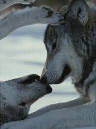 Unique Gifts Photos Art The New York Times Store Animals Beautiful Animals Grey Wolf