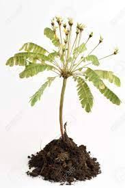 Image result for Biophytum