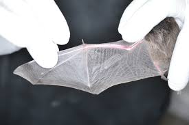 There is a lot more to the cost of a pet than it's initial purchase cost. Bats Paws
