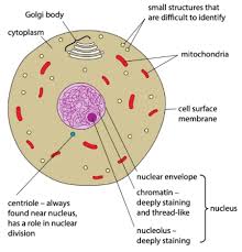 Maybe you would like to learn more about one of these? Gce Cie Biology Animal And Plant Cell Structures Photomicrographs Biology Gce Cie Cell Structure Plant Cell Animal Cell