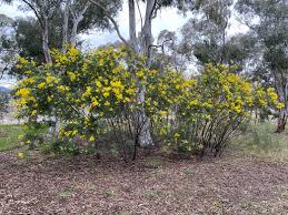 Image result for Acacia dealbata