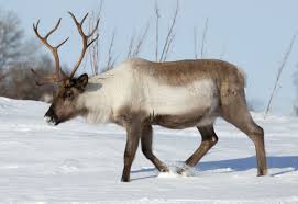 15 Intriguing Animals That Start With The Letter R Animals Reindeer Photo Animals Beautiful