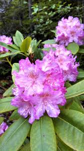 Pacific Rhododendron Blooms On The Mt Zion Trail In Olympic National Forest Flowers Flower Tat Olympic National Forest