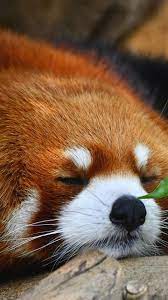 Cute Animal Image Cute Animals Images Animals Animals Images