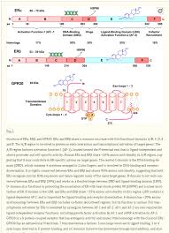 Image result for Tissue-selective Estrogen Complex