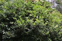 Image result for Synsepalum