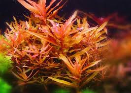 Image result for Nesaea passerinoides