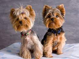 Yorkie Haircuts Pictures Coolest Yorkshire Terrier Haircuts Yorkie Haircuts Yorkie Puppy Yorkshire Terrier Grooming