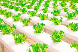 Nft And Dwc Alexa Farms