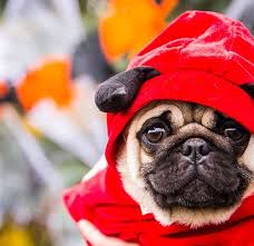 The name figaro has appeared in two disney properties: 10 Best Dog Halloween Costumes Best Costumes For Dogs 2020