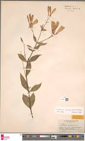 Image result for Cyphostemma glandulosissimum