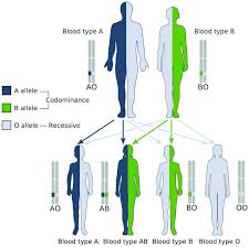 Blood Type Heredity Biology Dictionary