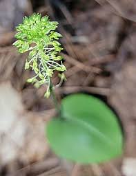 Image result for Malaxis weberbaueriana