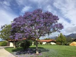A few flowers may also be produced during summer. Jacaranda Santa Barbara Beautiful