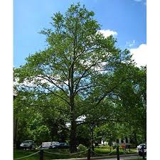 Sycamore Tree Amazon Com