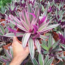 Variegated Organic Dwarf Oyster Plants Two 2 Succulents Grown In Florida Usa Free Shipping Oyster Plant Plants Dwarf Plants