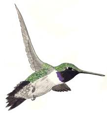 We did not find results for: Hummingbirds Chamizal National Memorial U S National Park Service
