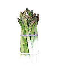Asparagus Archival Print Of My Colored Pencil Drawing Drawings Art Color Pencil Drawing Easy drawing tutorials for beginners, learn how to draw animals, cartoons, people and comics. drawings art color pencil drawing