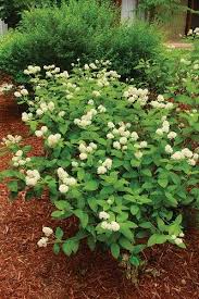 New Jersey Tea Ceanothus Americanus Native Plant Landscape Native Garden Plants