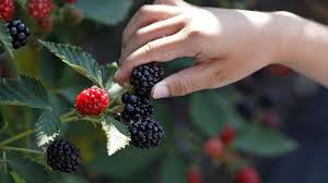 We did not find results for: Cooking With Fresh Blackberries In Sweet And Savory Dishes