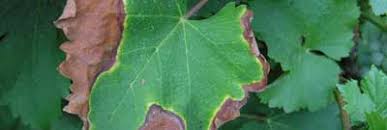 Image result for Pseudopeziza tracheiphila