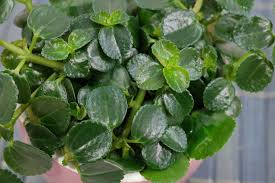 Love plant to decorate thehai z.love plant to decorate the home4. Artillery Plant Pilea Depressa