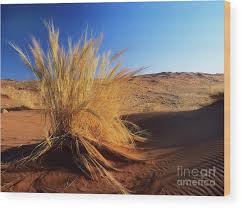 Image result for Stipagrostis