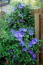 Huge Clematis Vine Clematis Vine Clematis Vines