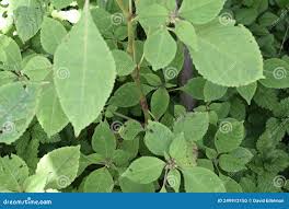 Image result for Brucea